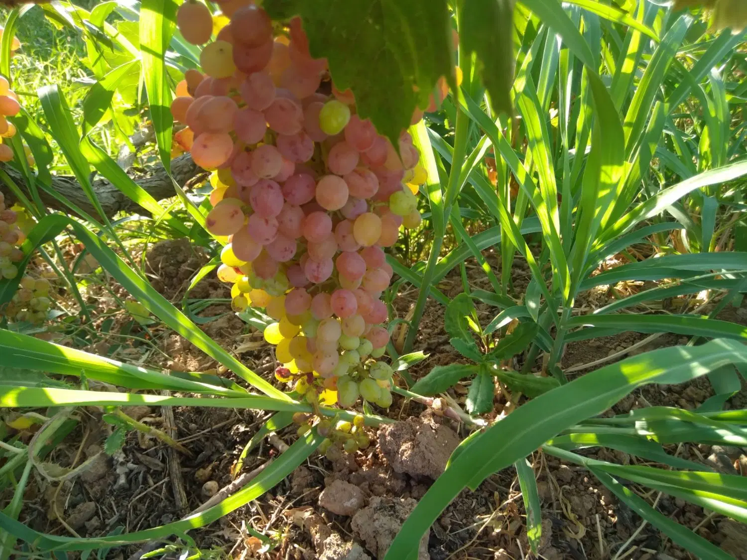 فروش باغ