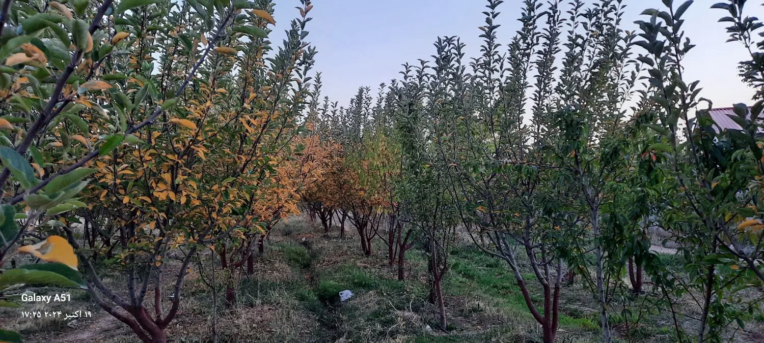 باغ میوه دماوند