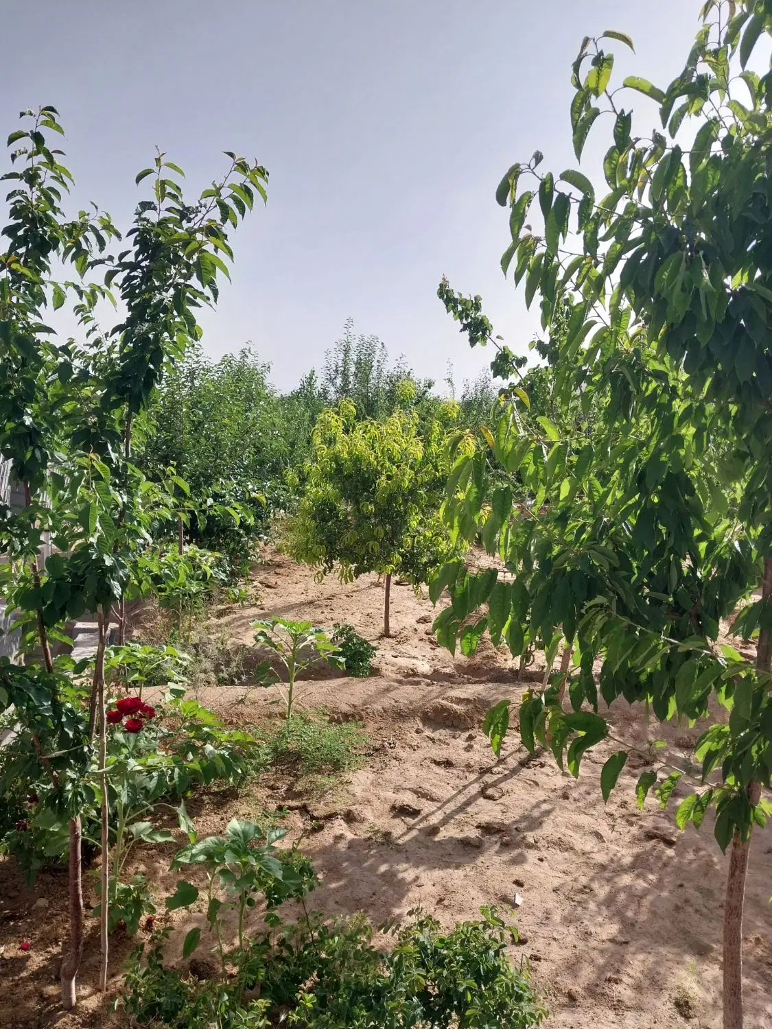 باغ فروشی