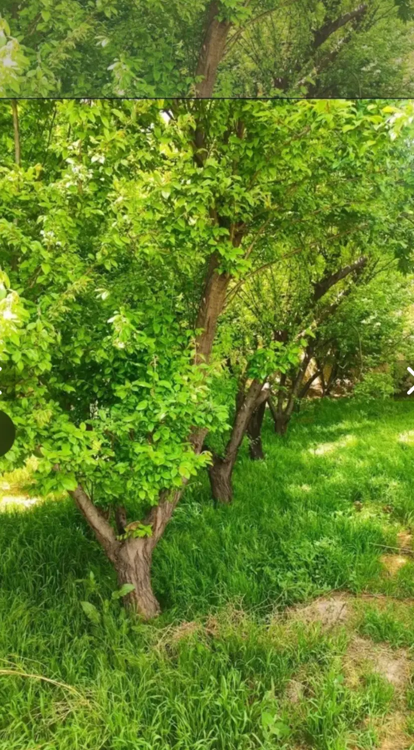 ۳ هزار متر باغ _ ۴ دیواری _ سند _آب _کردزار