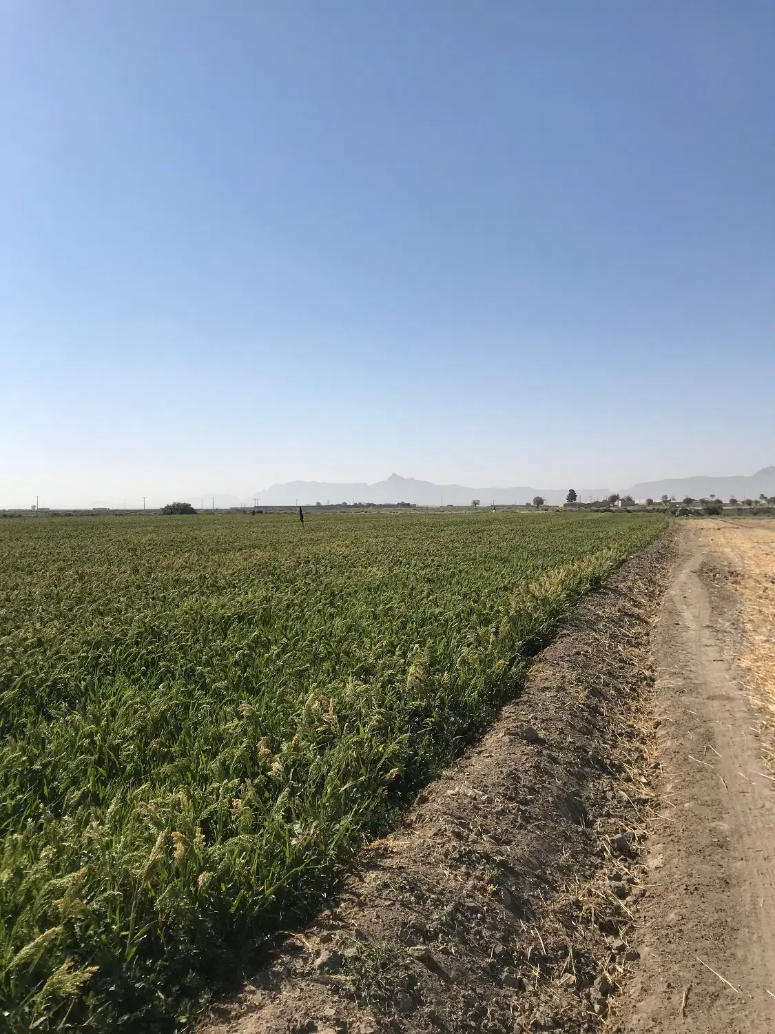 ۴۹ جریب زمین بران شمالی