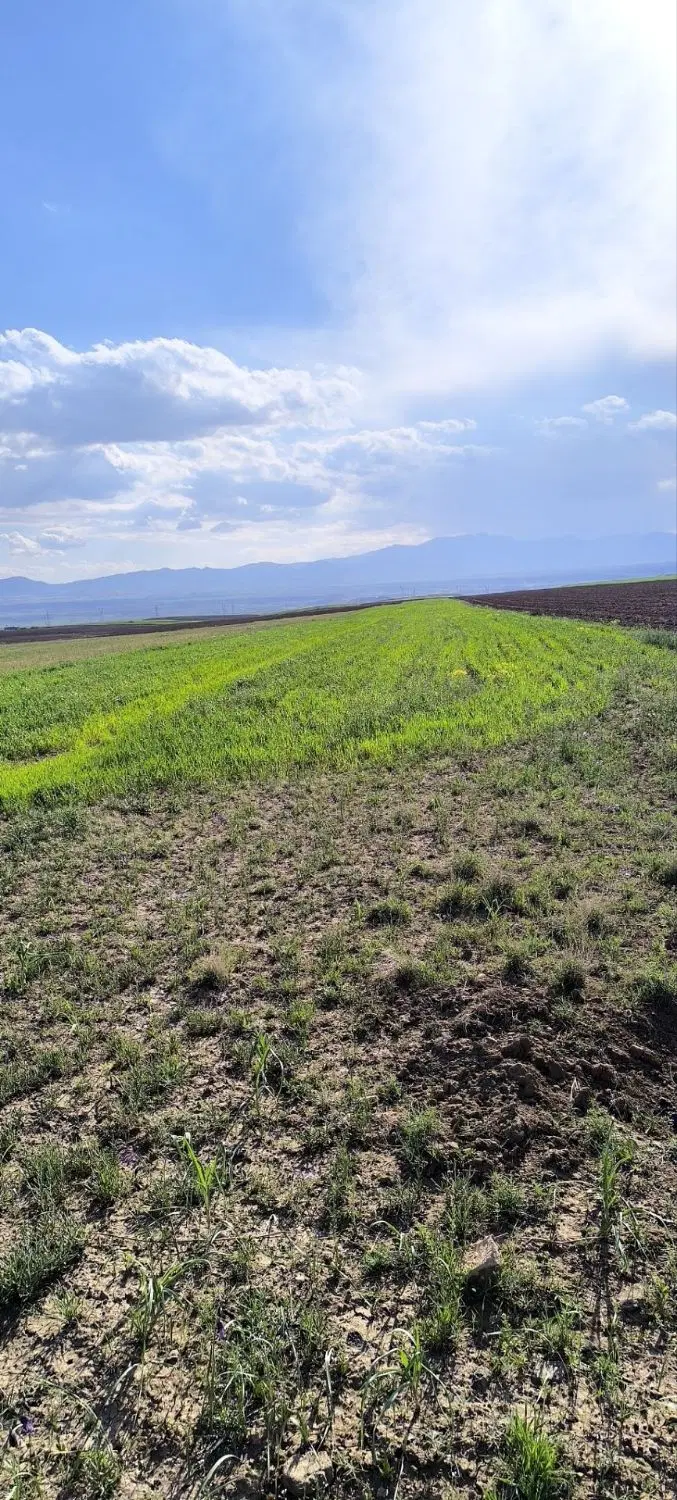 زمین زراعی