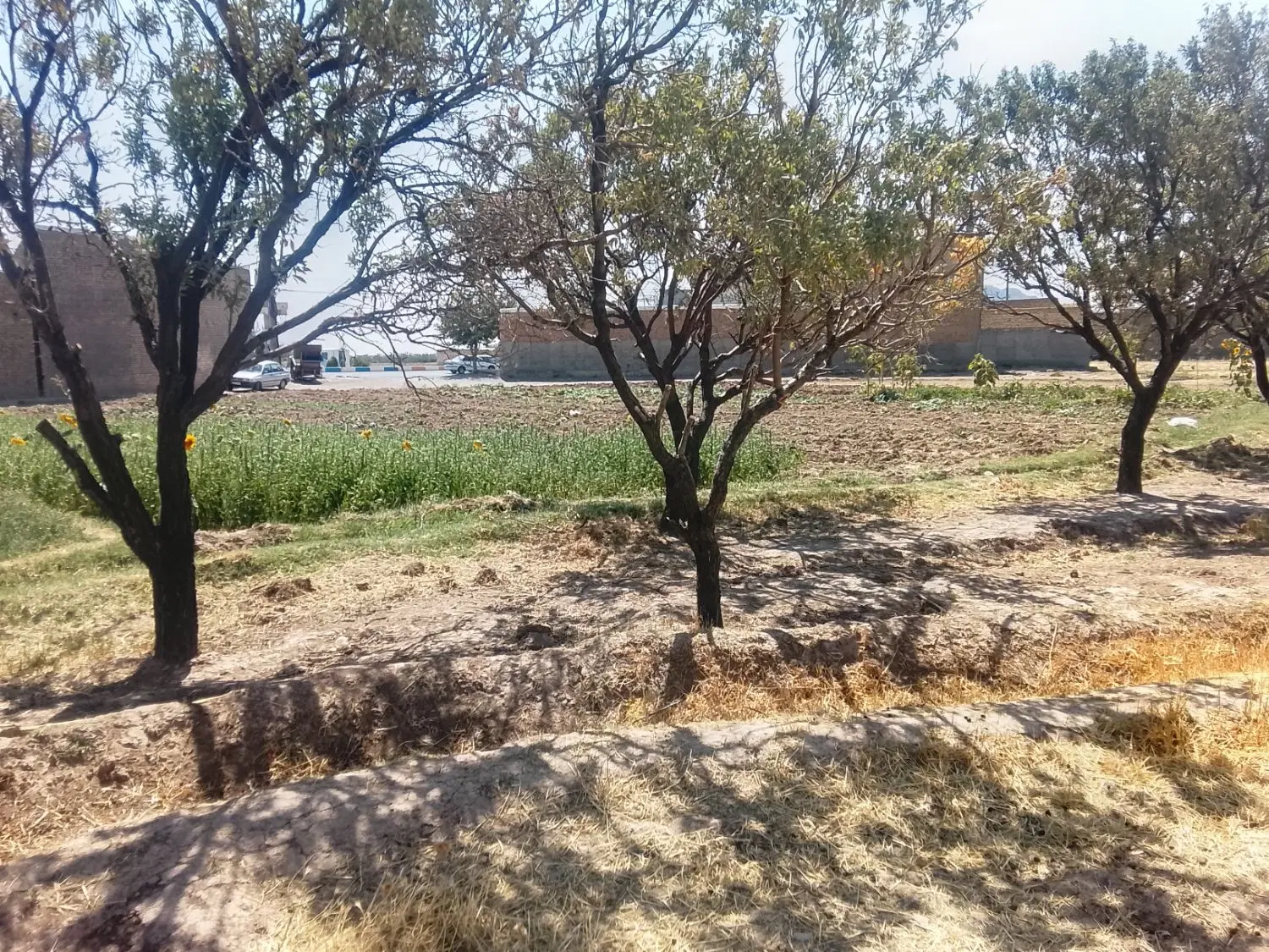 زمین کشاورزی
