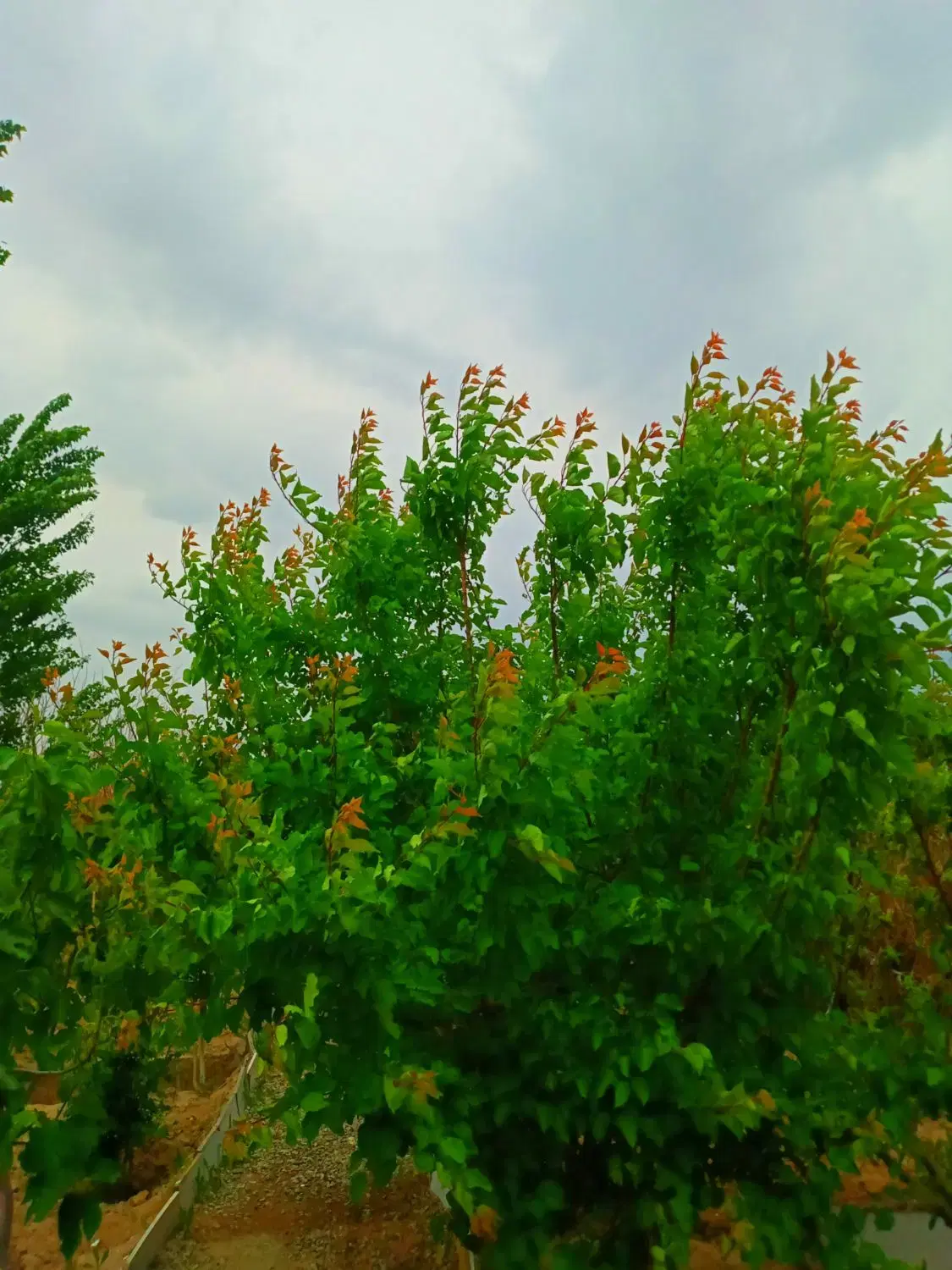 باغچه۵۰۰متر عطریاس۳
