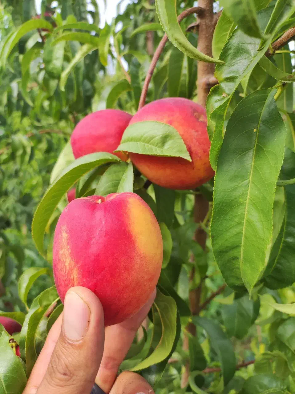 فروش باغ در منجیل آباد