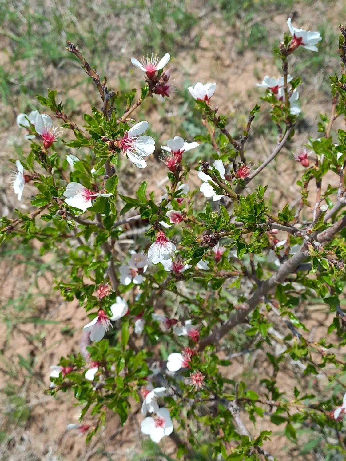 زراعی، خوی، سند شش دانگ، ۲۴ ساعت آب،۲۵۰۰۰ مم