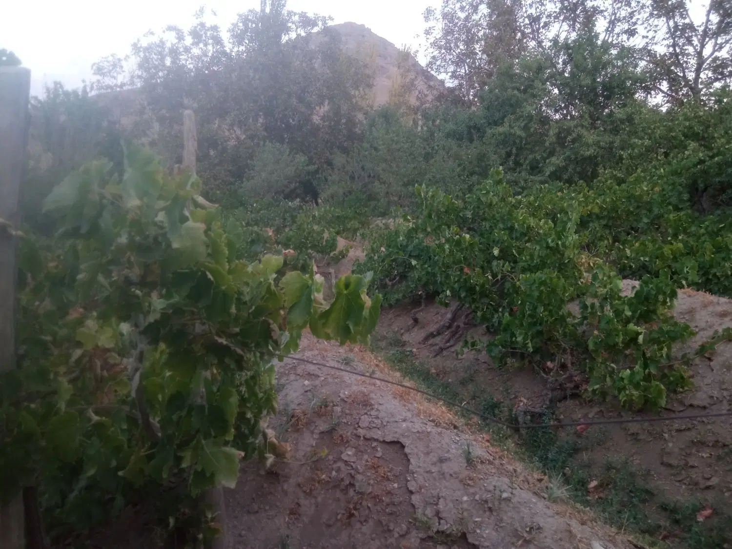 باغ انگور و بادام