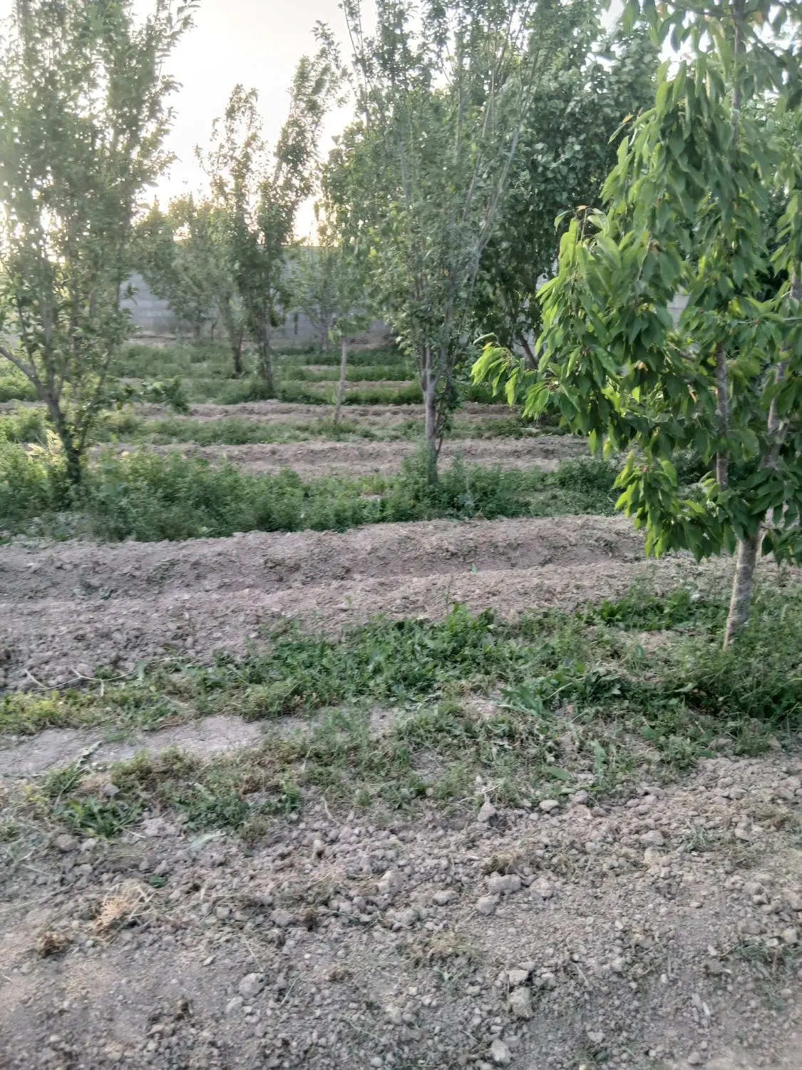 باغ چهاردیواری زازرون