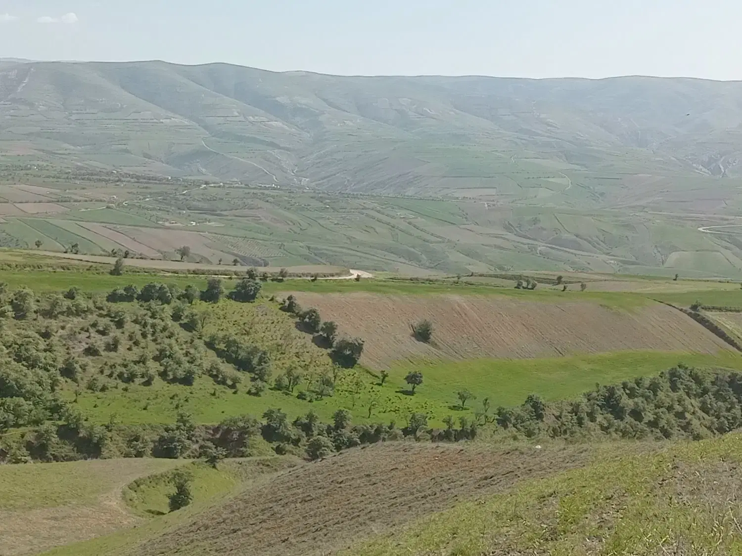 باغ انگور