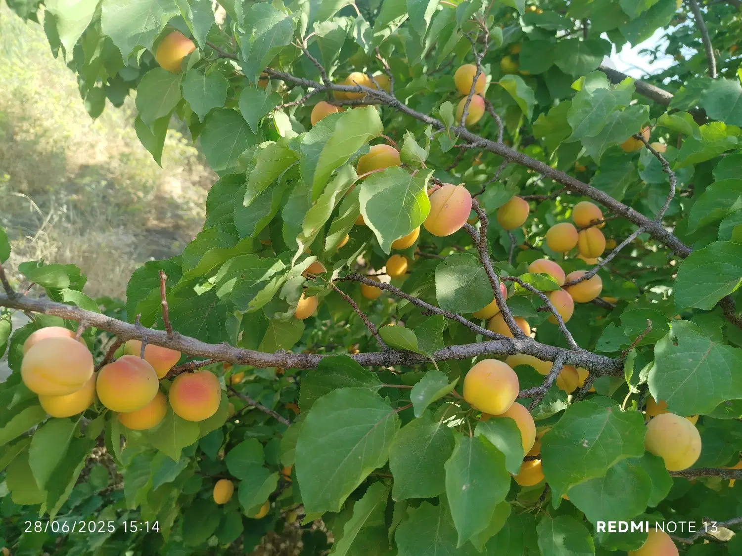 باغ ۳۰۰۰ متری با آب دائمی و نزدیک جاده اصلی