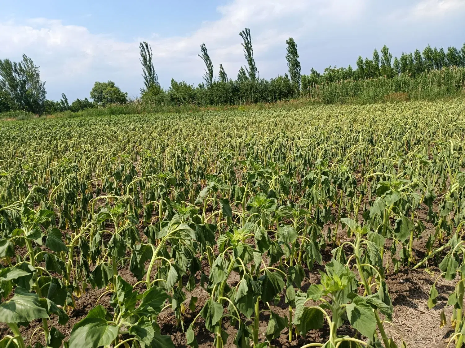 نخود دارم شراکتی