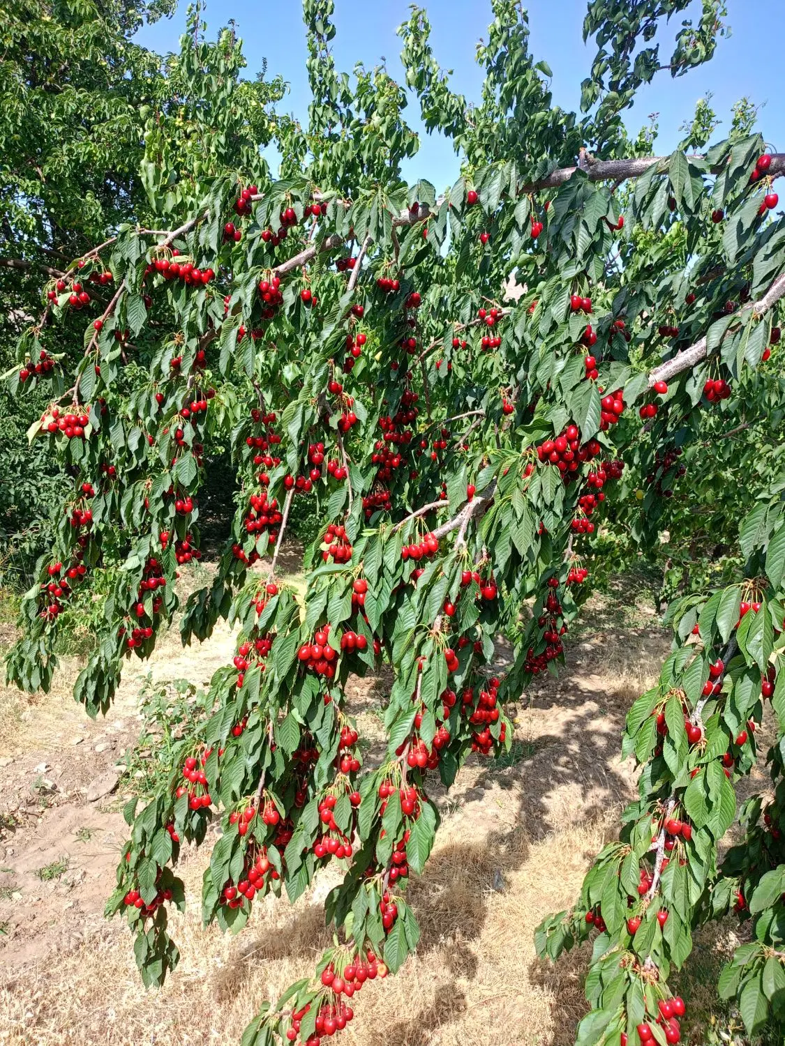 باغچه ۲۶۲ متری کرمجگان