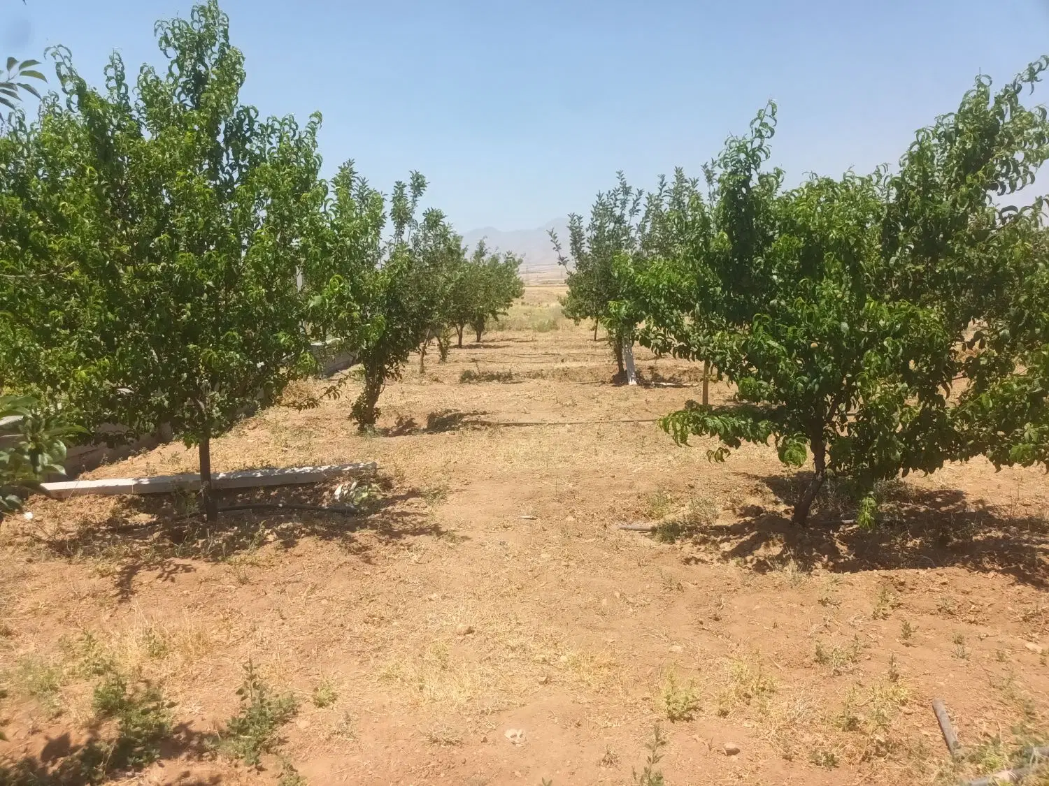 باغ میوه