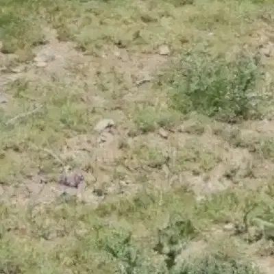 زمین در روستای شهرویی