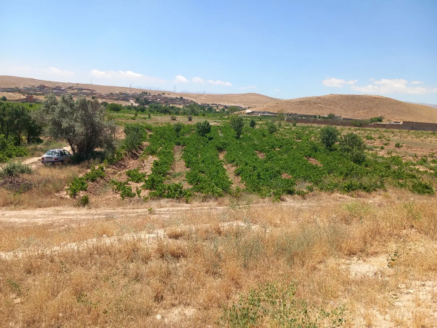 باغ انگور درجاده کشتارگاه روستای تنسوان بدکانلو