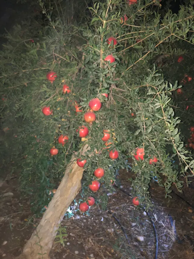 باغچه