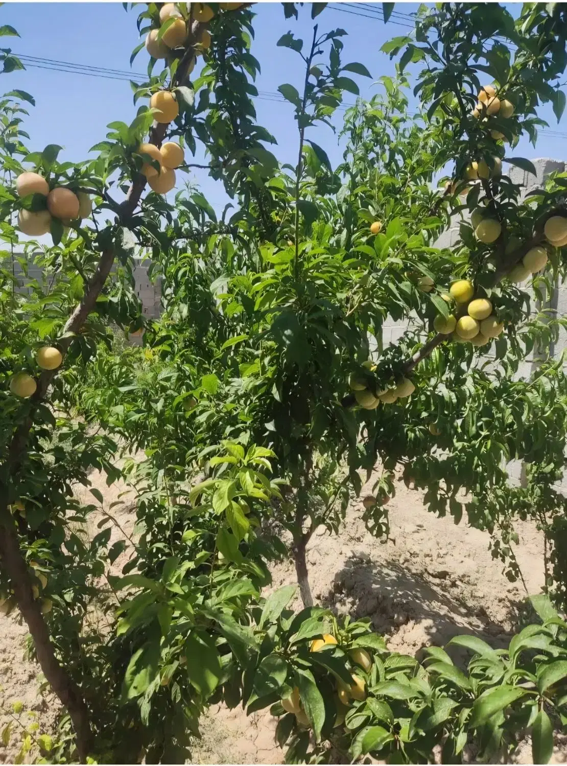 باغچه دیوار شده با مجوز شهرداری
