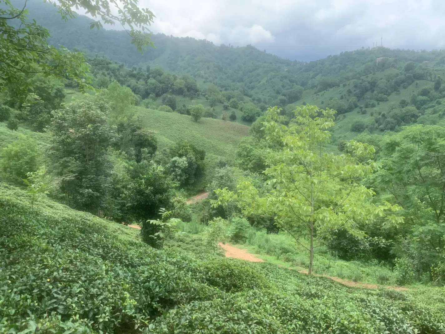 2500متر باغ چای در اطراف رانکوه