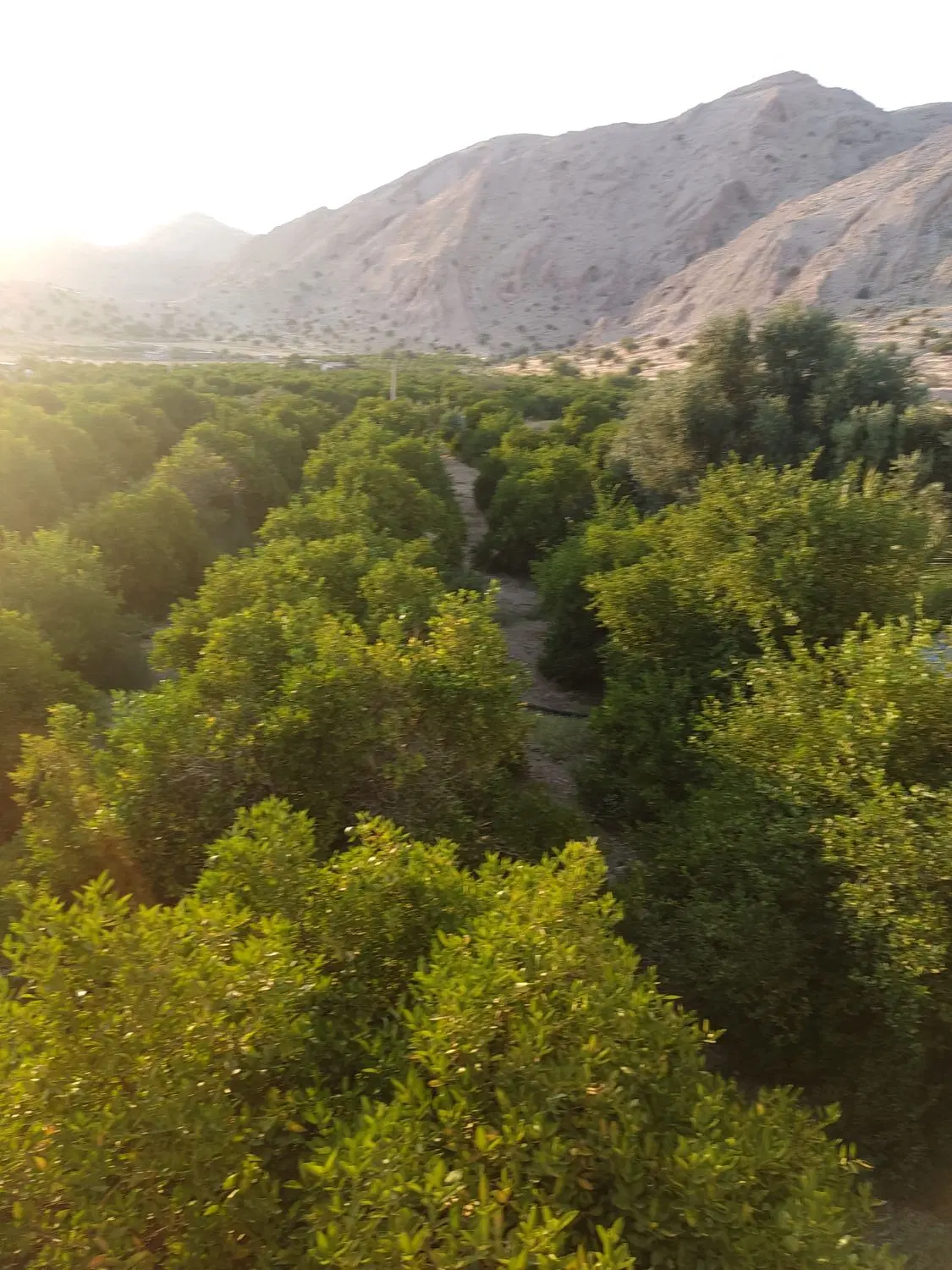 باغ مرکبات بیدزرد گچساران