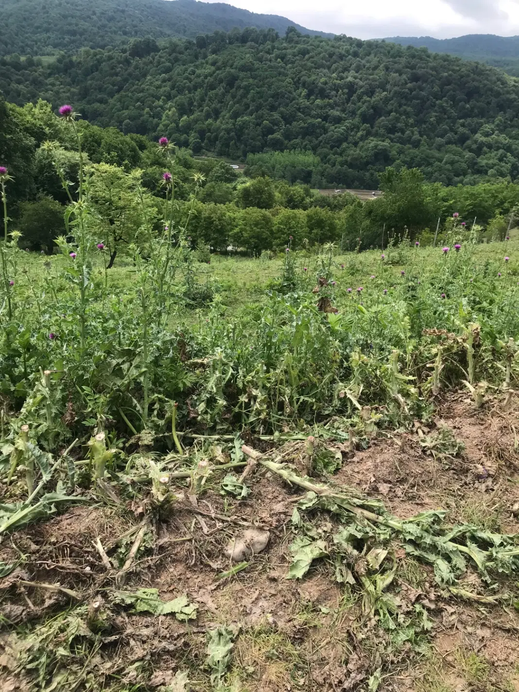 620 متر زمین در سوادکوه زیراب ابتدای روستا سی پی
