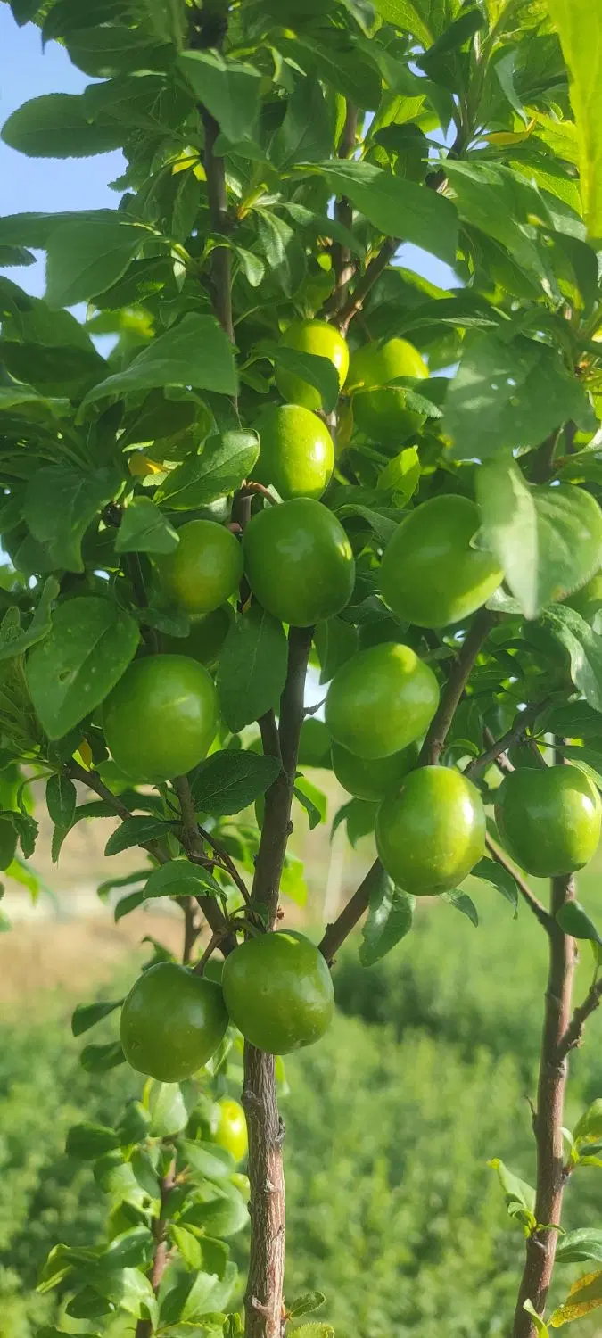 باغ انگوری فروشی