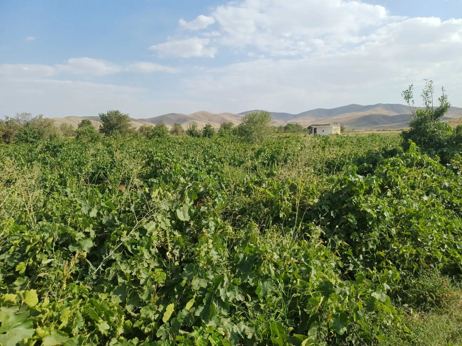 باغ انگوری