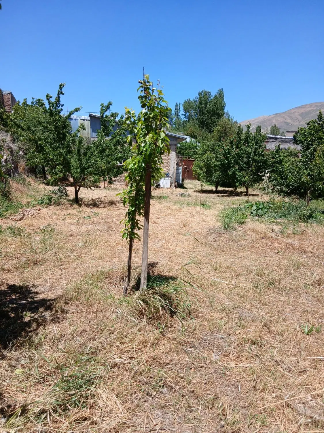 خانه باغ سند تک برگ گیلان