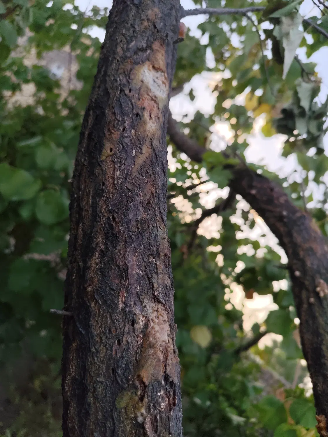 باغ مشجر قدیمی. بالته. فین کوچک