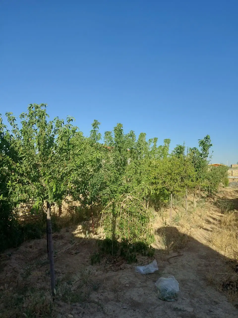 باغ جاده میقان