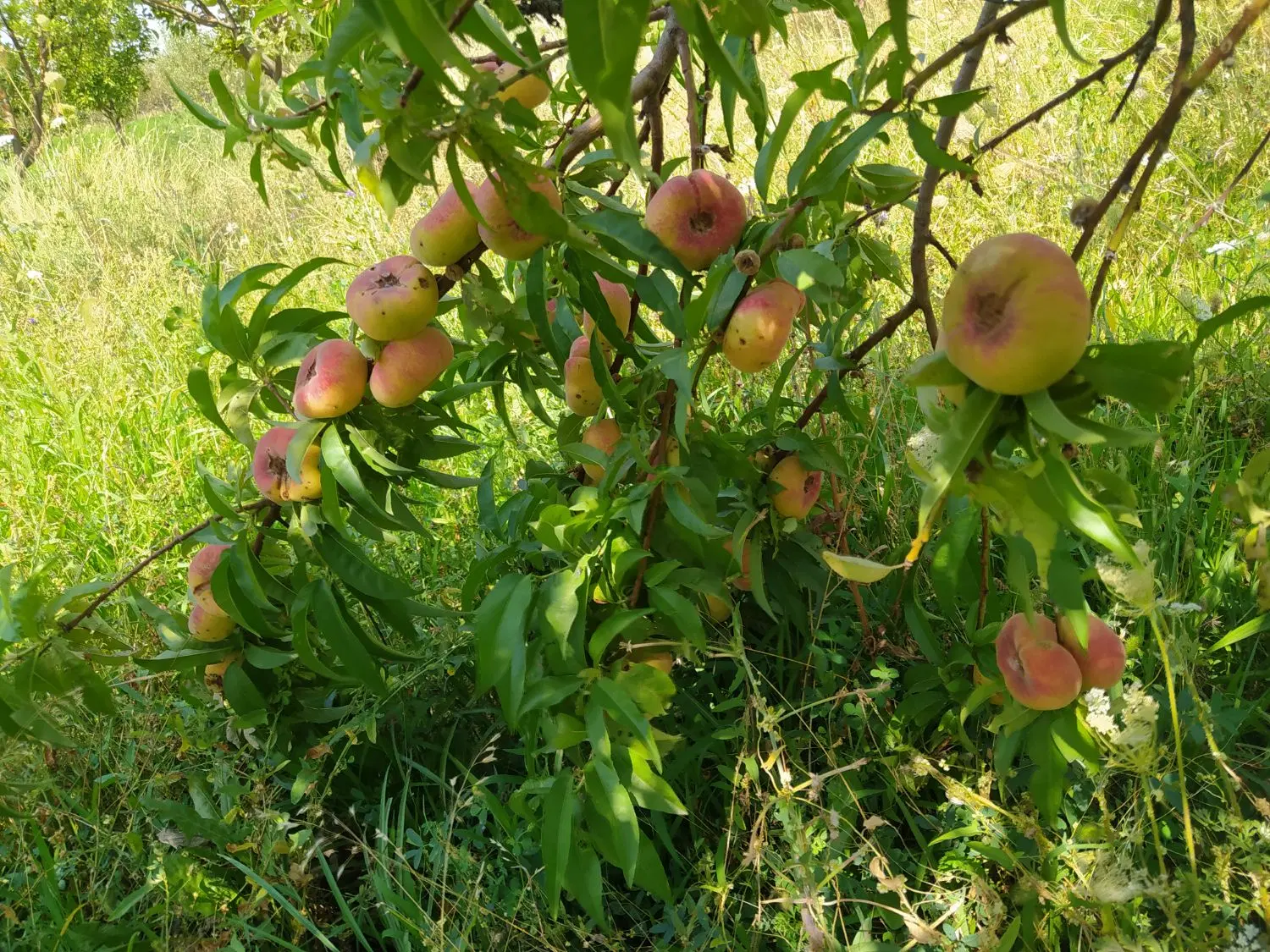 باغ اهر روستایی دیزبین