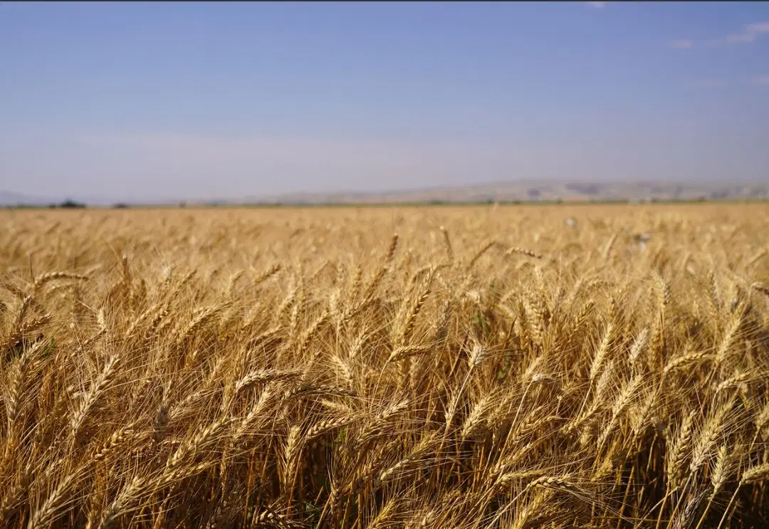 فروش زمین زراعتی دیم