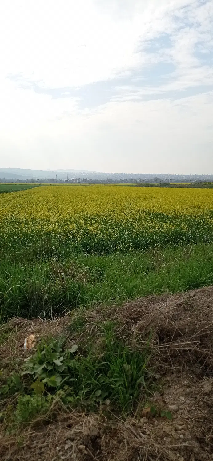 زمین کشاورزی بر جاده نومل