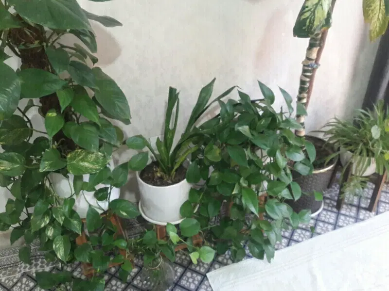 باغچه زیبا