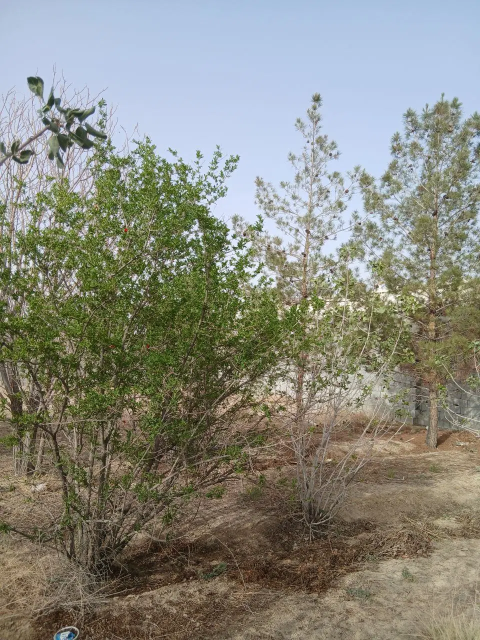 اجاره باغ