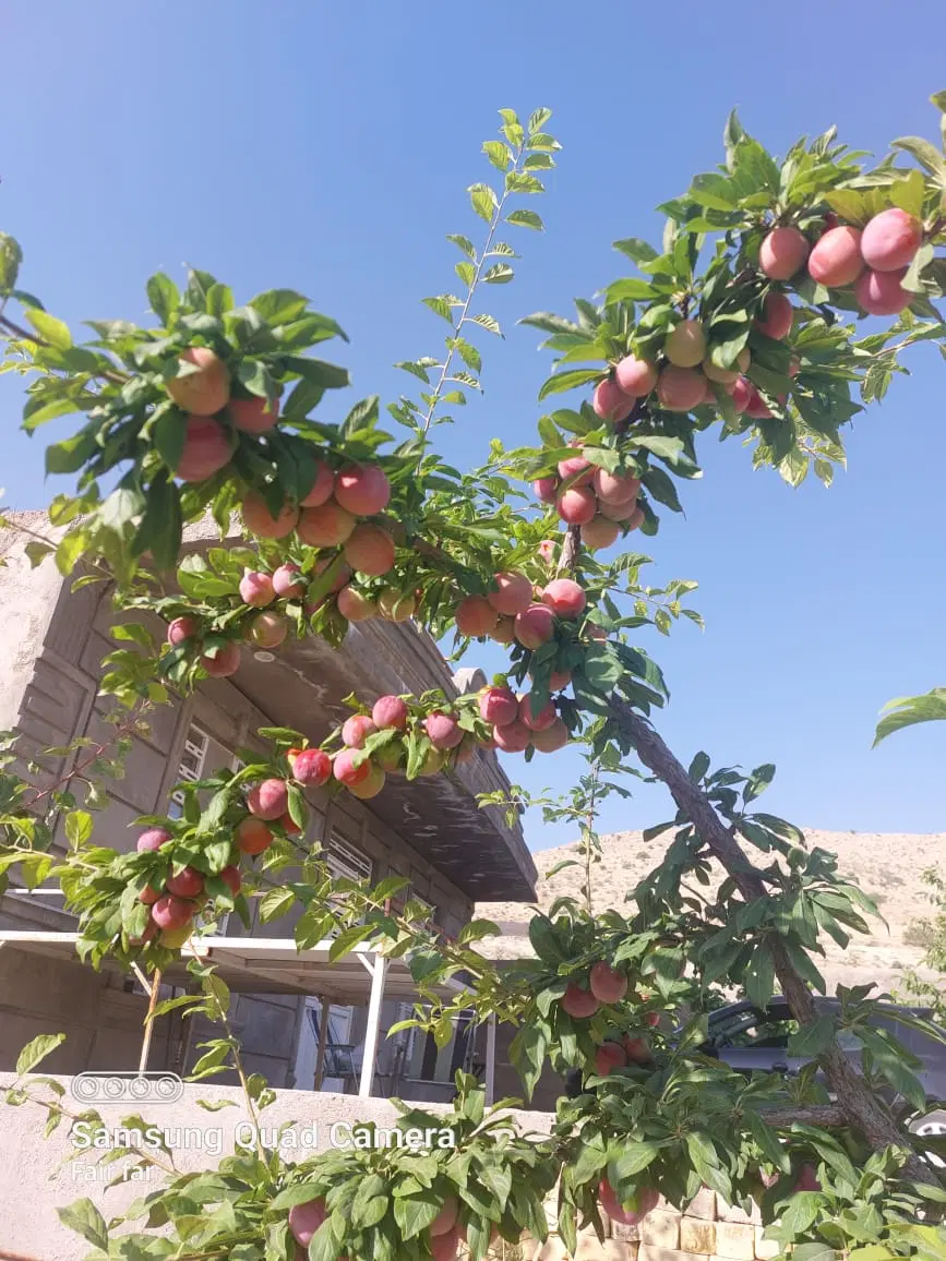 باغشهر کلستان (کلسون)