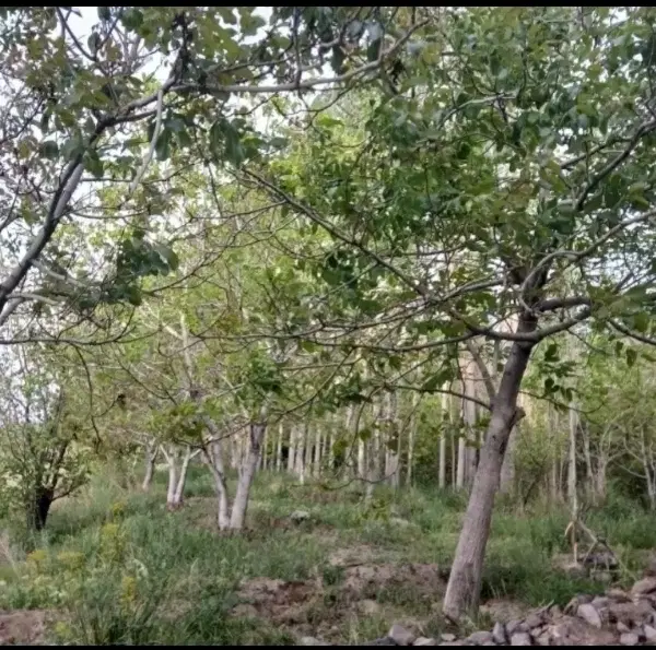 باغ و قنات (جاده آبشار)