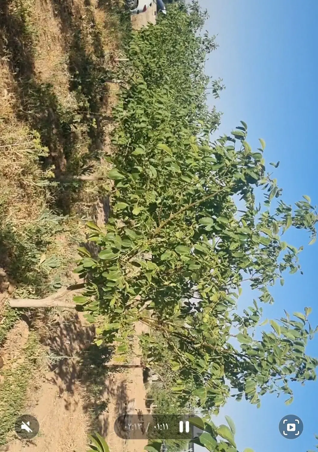 باغ