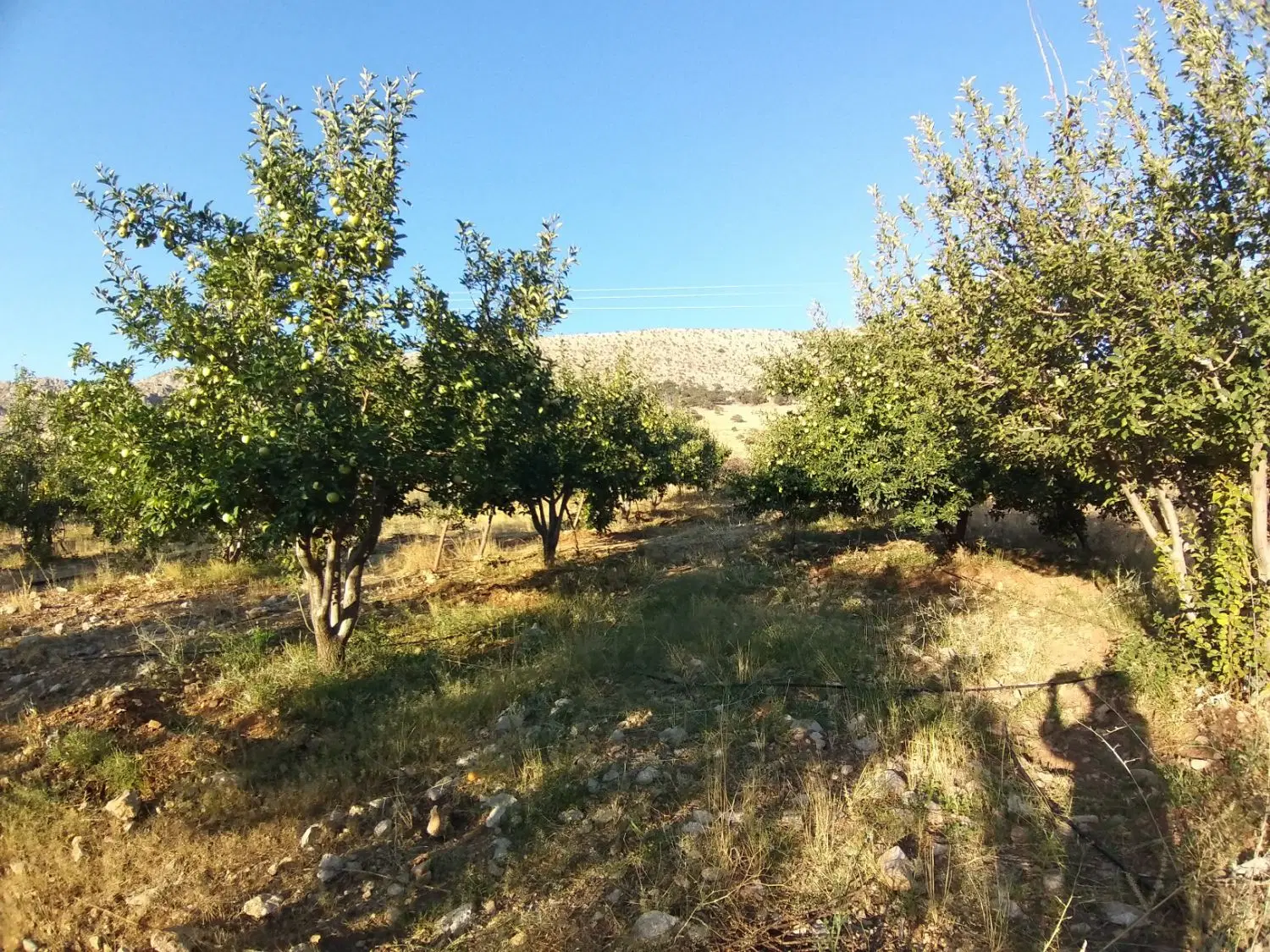فروش باغ ثمری