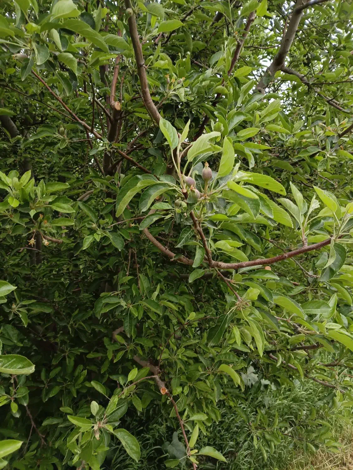 زمین کشاورزی