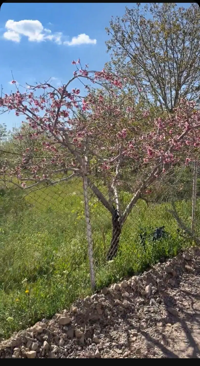 ۳۵۰مترباغ