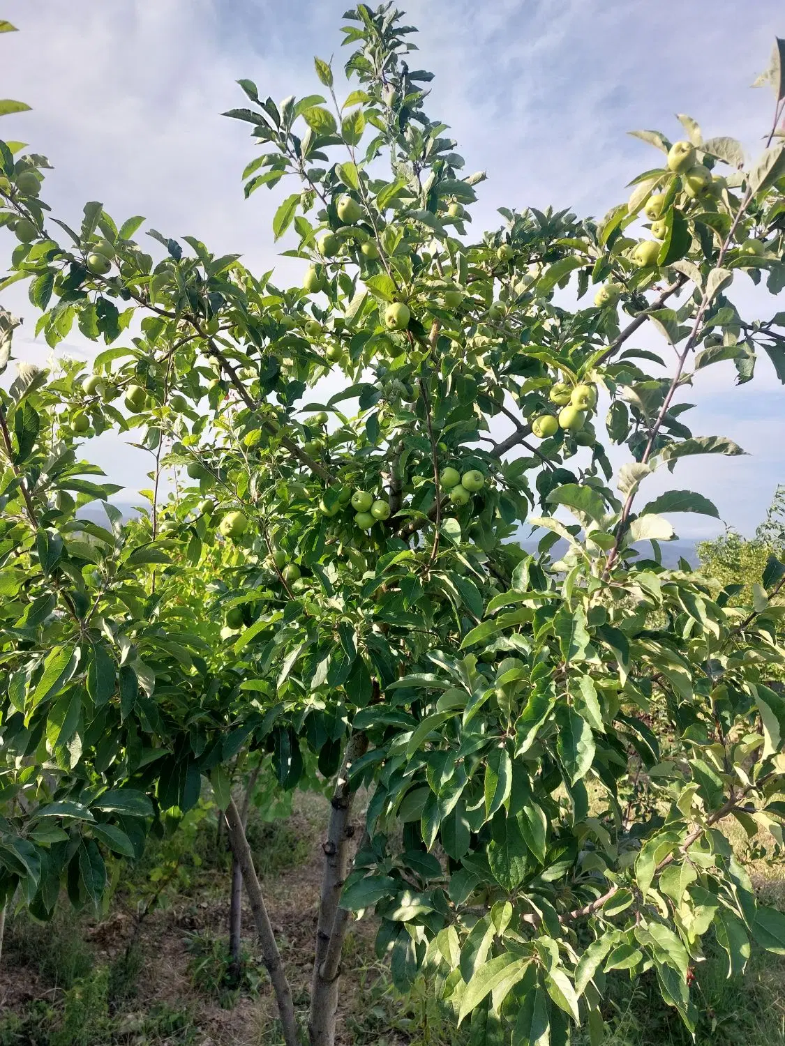 زمین باغ ویلا