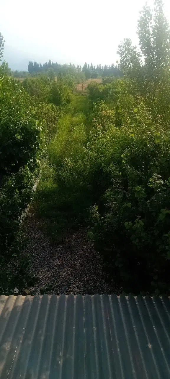 باغ