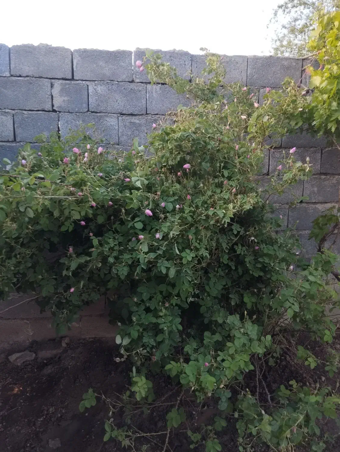 خانه‌ای ویلایی در روستا