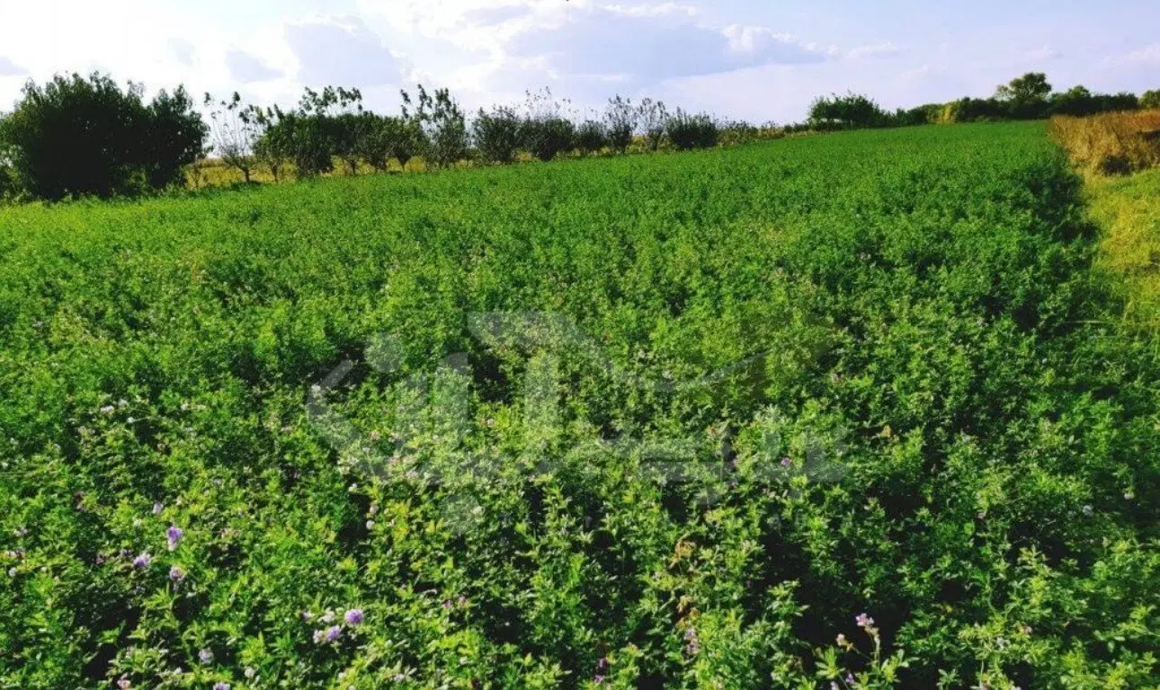 فروش زمین کشاورزی