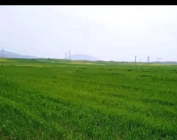 زمین کشاورزی دیم دهنو مهدی‌آباد آورزمان