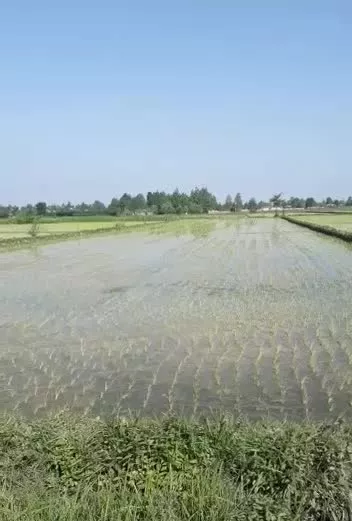 شالیزار بهزراعی 1800متر