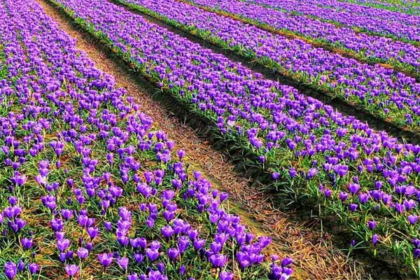 زمین زعفرون