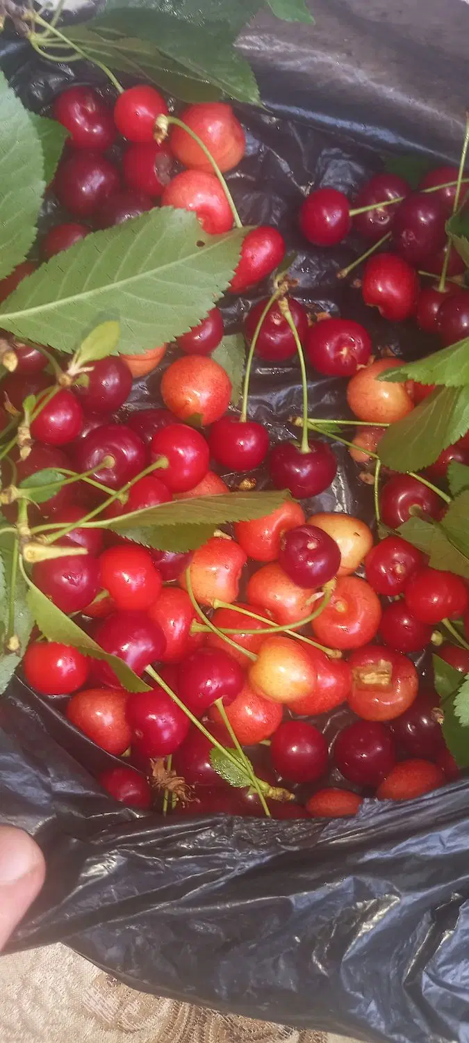 فروش وتهاتر باغ فوشنجان دهکده ویلایی
