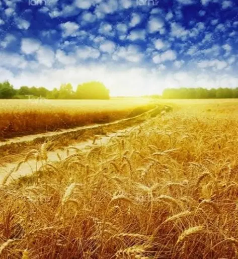 زمین کشاورزی