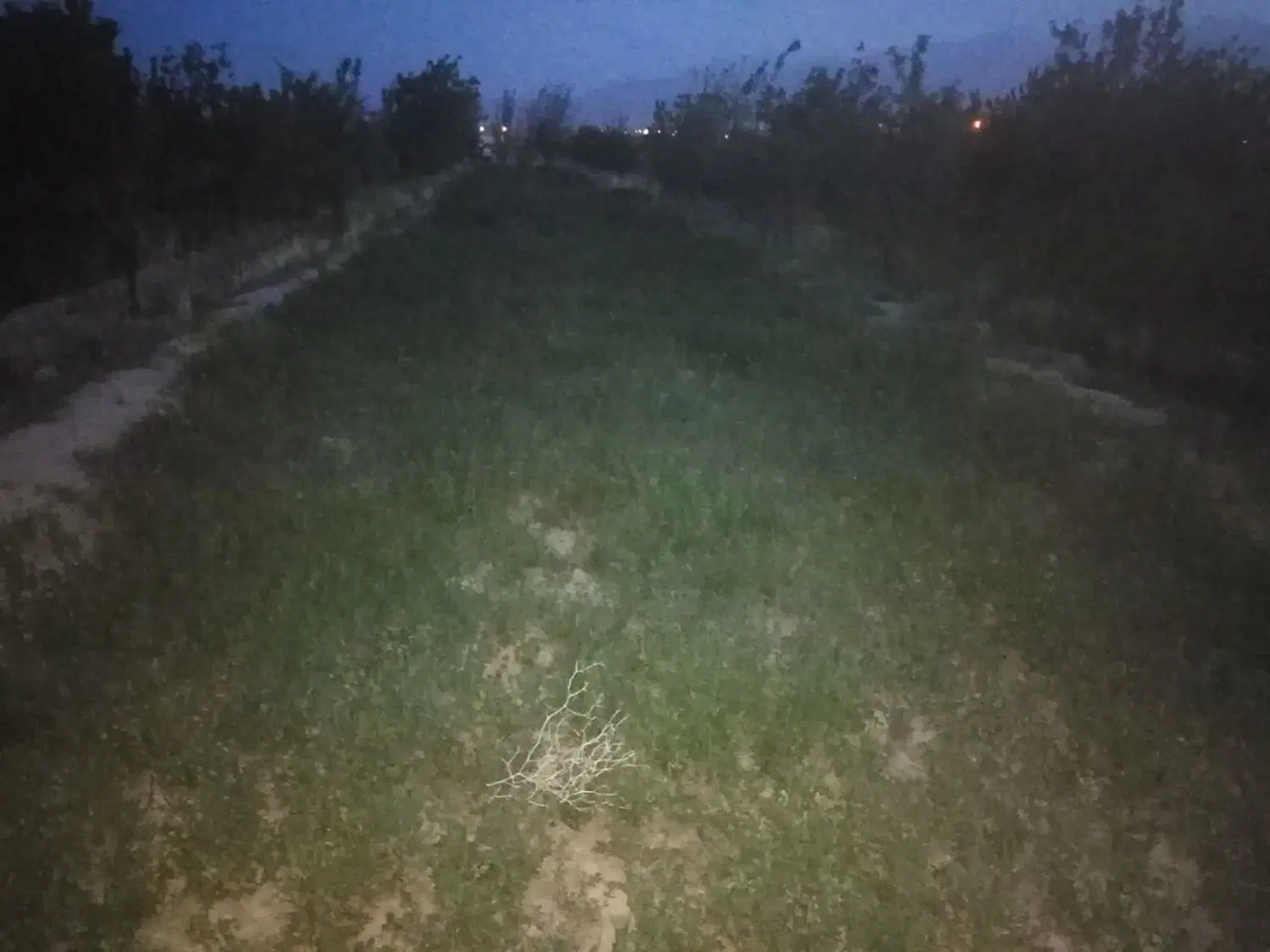 زمین کاربری کشاورزی ماهان